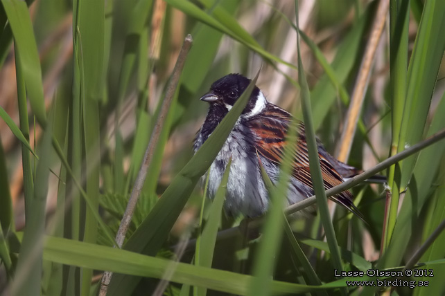 SÄVSPARV / COMMON REED BUNTING (Emberiza schoeniclus) - STOR BILD / FULL SIZE