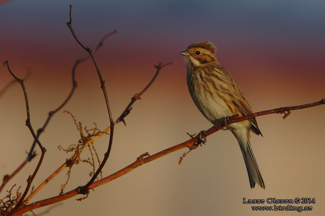 SÄVSPARV / COMMON REED BUNTING (Emberiza schoeniclus) - STOR BILD / FULL SIZE