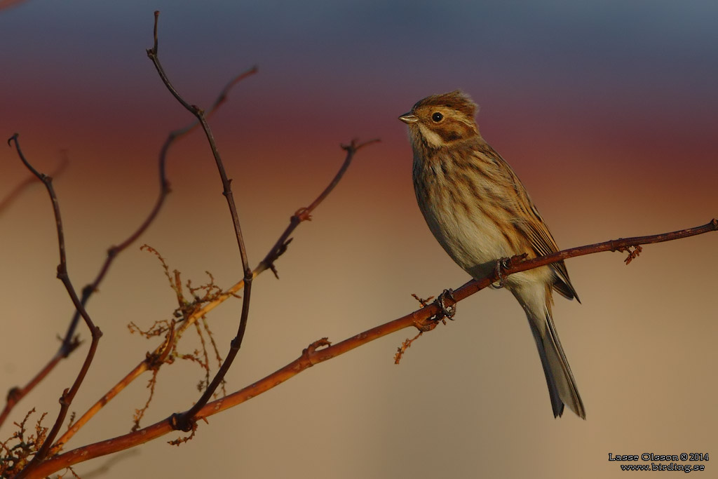 SVSPARV / COMMON REED BUNTING (Emberiza schoeniclus) - Stng / Close