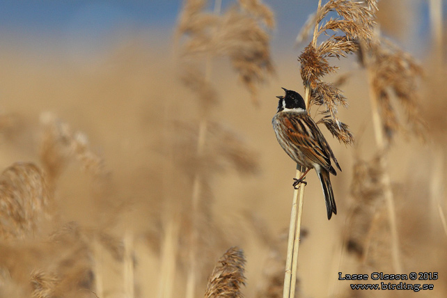 SÄVSPARV / COMMON REED BUNTING (Emberiza schoeniclus) - STOR BILD / FULL SIZE