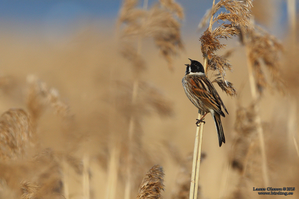 SVSPARV / COMMON REED BUNTING (Emberiza schoeniclus) - Stng / Close