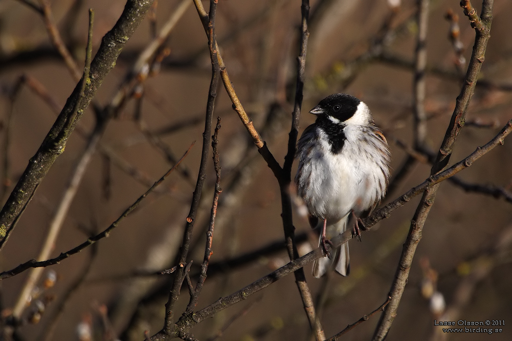 SVSPARV / COMMON REED BUNTING (Emberiza schoeniclus) - Stng / Close