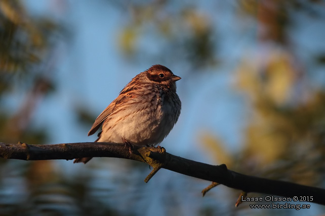 SÄVSPARV / COMMON REED BUNTING (Emberiza schoeniclus) - STOR BILD / FULL SIZE