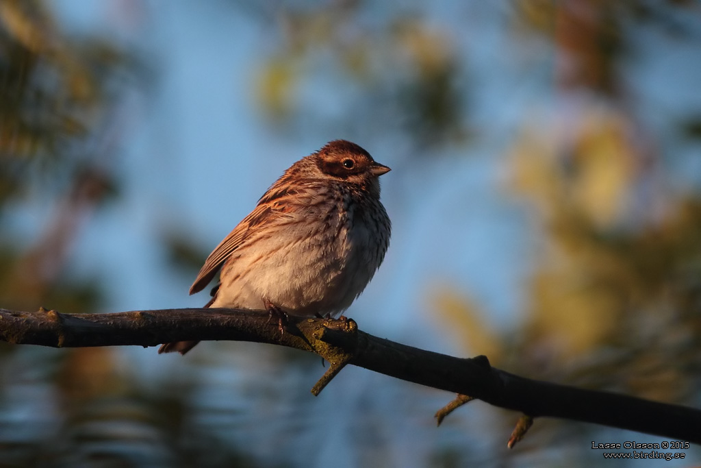 SVSPARV / COMMON REED BUNTING (Emberiza schoeniclus) - Stng / Close