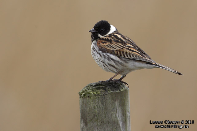 SVSPARV / COMMON REED BUNTING (Emberiza schoeniclus)