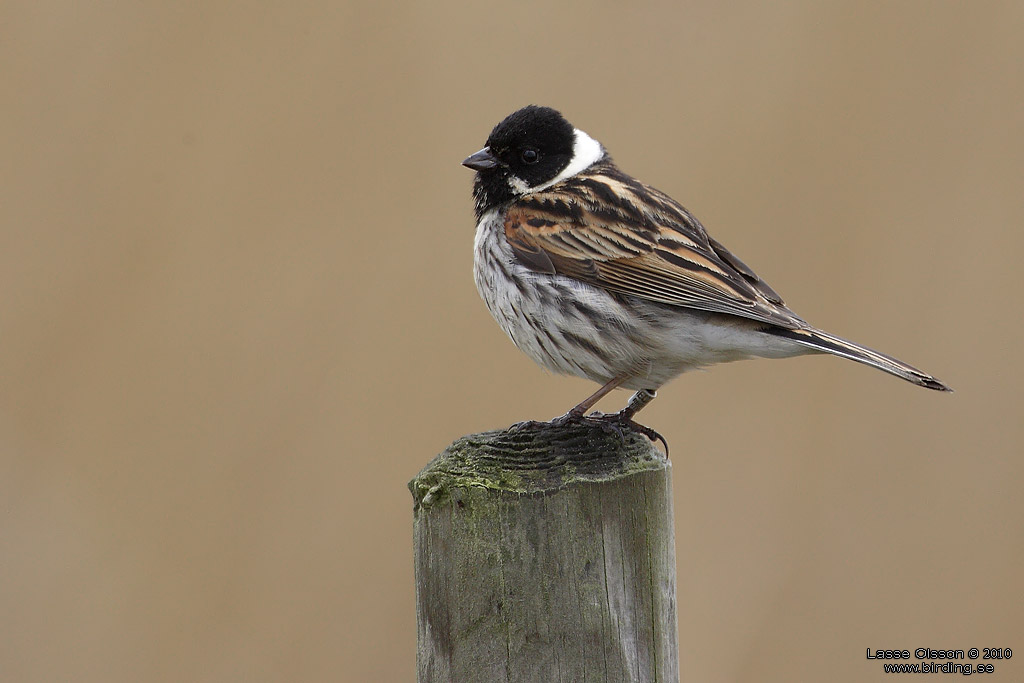 SVSPARV / COMMON REED BUNTING (Emberiza schoeniclus) - Stng / Close