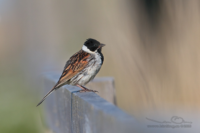 SÄVSPARV / COMMON REED BUNTING (Emberiza schoeniclus) - STOR BILD / FULL SIZE