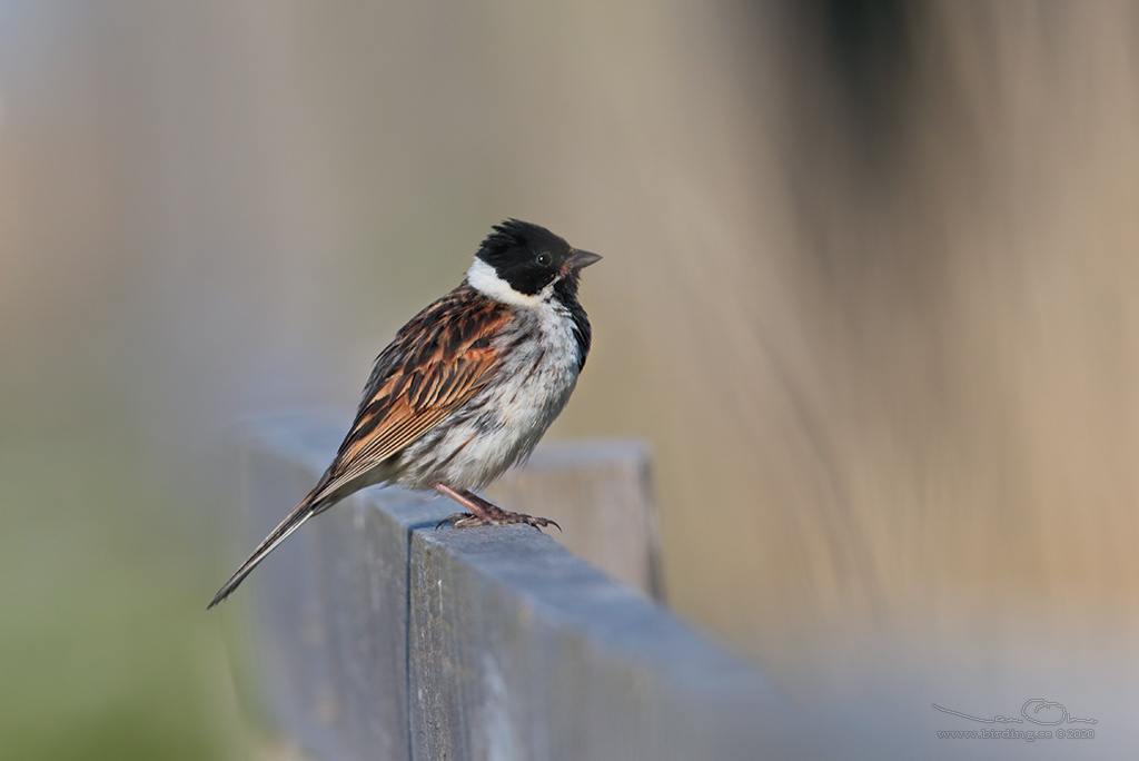 SVSPARV / COMMON REED BUNTING (Emberiza schoeniclus) - Stng / Close