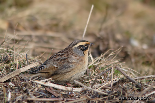 SIBIRISK JRNSPARV / SIBERIAN ACCENTOR (Prunella montanella) - stor bild / full size