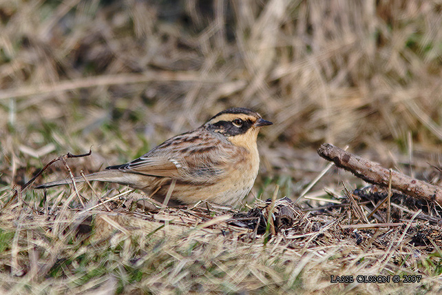 SIBIRISK JRNSPARV / SIBERIAN ACCENTOR (Prunella montanella)