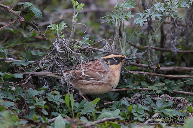 SIBIRISK JÄRNSPARV / SIBERIAN ACCENTOR (Prunella montanella) - stor bild / full size