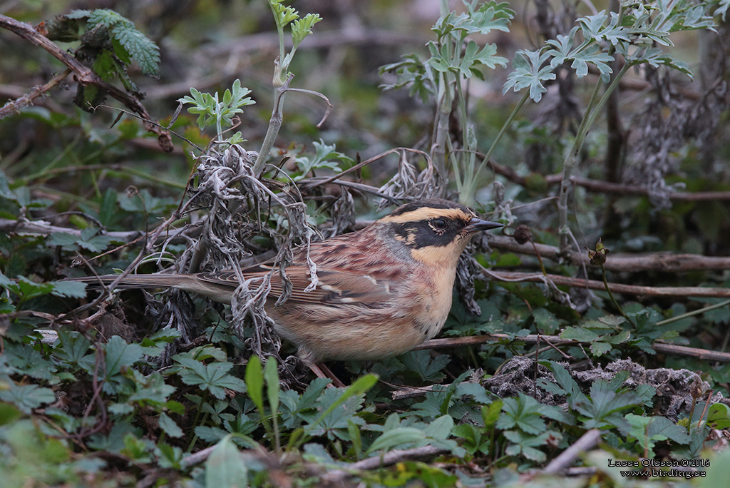 SIBIRISK JRNSPARV / SIBERIAN ACCENTOR (Prunella montanella) - Stng / Close