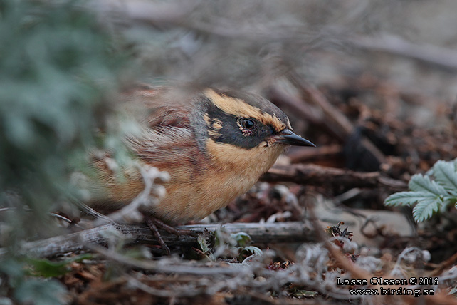 SIBIRISK JÄRNSPARV / SIBERIAN ACCENTOR (Prunella montanella) - stor bild / full size