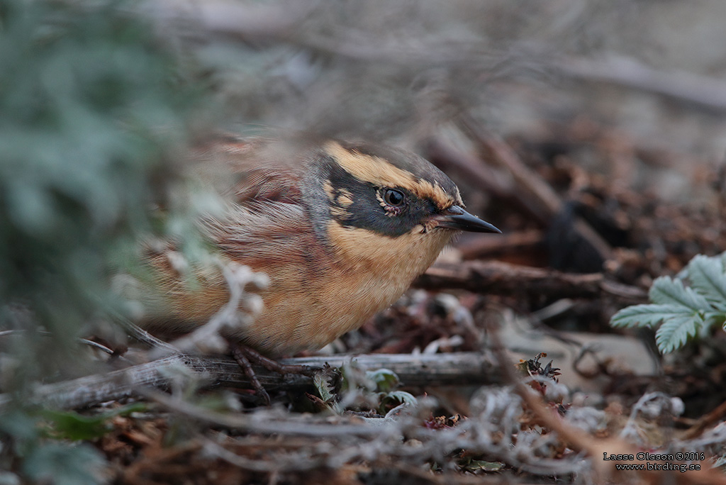 SIBIRISK JRNSPARV / SIBERIAN ACCENTOR (Prunella montanella) - Stng / Close