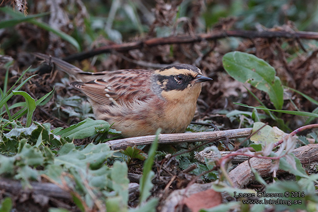 SIBIRISK JÄRNSPARV / SIBERIAN ACCENTOR (Prunella montanella) - stor bild / full size