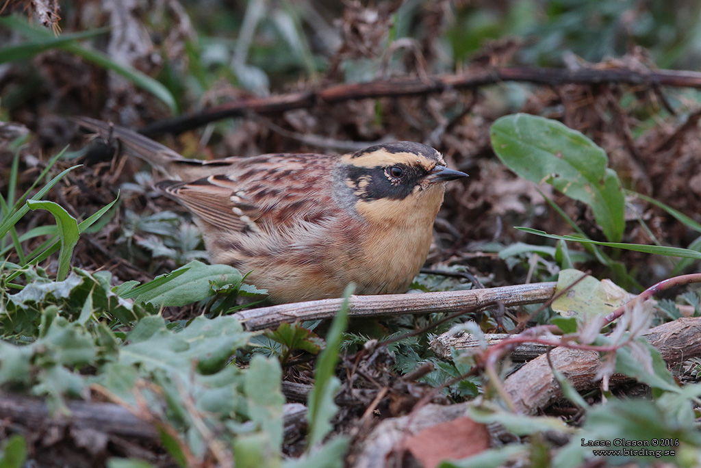 SIBIRISK JRNSPARV / SIBERIAN ACCENTOR (Prunella montanella) - Stng / Close