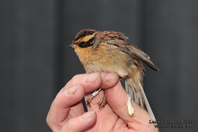 SIBIRISK JÄRNSPARV / SIBERIAN ACCENTOR (Prunella montanella) - stor bild / full size