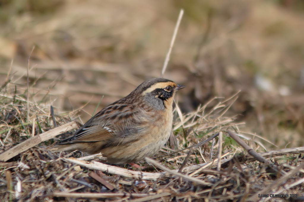 SIBIRISK JRNSPARV / SIBERIAN ACCENTOR (Prunella montanella) - Stng / Close