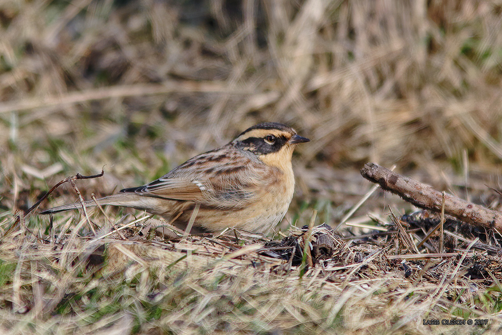 SIBIRISK JRNSPARV / SIBERIAN ACCENTOR (Prunella montanella) - Stng / Close