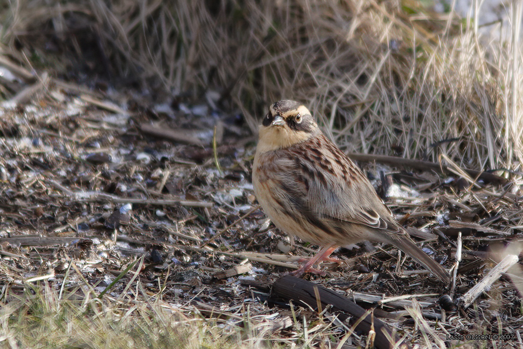 SIBIRISK JRNSPARV / SIBERIAN ACCENTOR (Prunella montanella) - Stng / Close