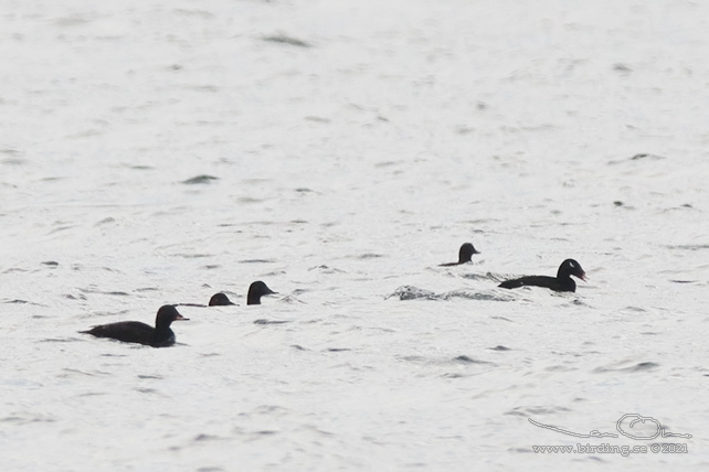 SIBIRISK KNÖLSVÄRTA / SIBERIAN SCOTER (Melanitta stejnegri)