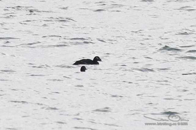 SIBIRISK KNLSVRTA / SIBERIAN SCOTER (Melanitta stejnegri)