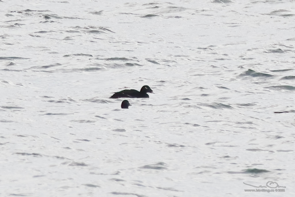 SIBIRISK KNLSVRTA / SIBERIAN SCOTER (Melanitta stejnegri) - Stäng / Close