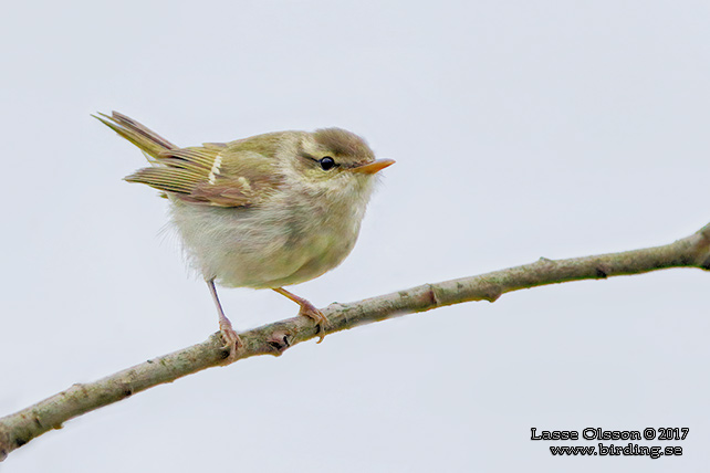 SIBIRISK LUNDSÅNGARE / TWO-BARRED WARBLER (Phylloscopus plumbeitarsus) - STOR BILD / FULL SIZE