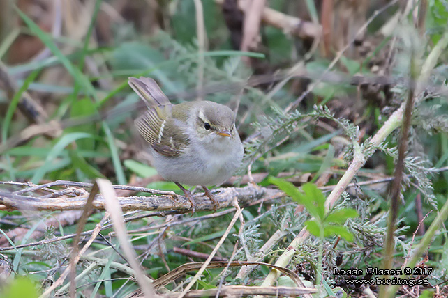 SIBIRISK LUNDSÅNGARE / TWO-BARRED WARBLER (Phylloscopus plumbeitarsus) - STOR BILD / FULL SIZE