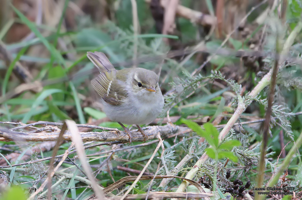 SIBIRISK LUNDSÅNGARE / TWO-BARRED WARBLER (Phylloscopus plumbeitarsus) - Stäng / Close