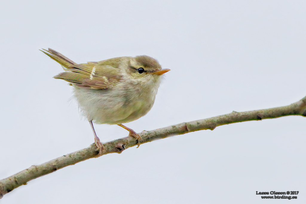 SIBIRISK LUNDSÅNGARE / TWO-BARRED WARBLER (Phylloscopus plumbeitarsus) - Stäng / Close