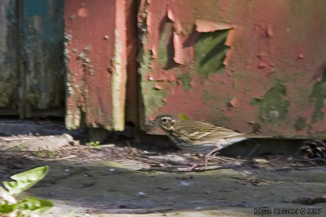 SIBIRISK PIPLRKA / OLIVE-BACKED PIPIT (Anthus hodgsoni)