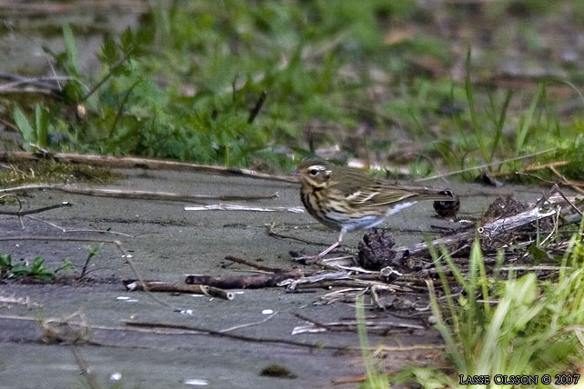 SIBIRISK PIPLRKA / OLIVE-BACKED PIPIT (Anthus hodgsoni)