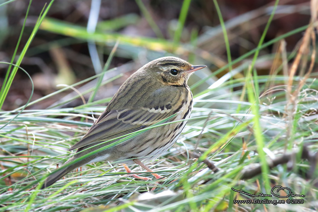 SIBIRISK PIPLÄRKA / OLIVE-BACKED PIPIT (Anthus hodgsoni)