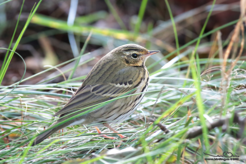 SIBIRISK PIPLRKA / OLIVE-BACKED PIPIT (Anthus hodgsoni) - Stäng / Close