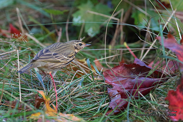 SIBIRISK PIPLÄRKA / OLIVE-BACKED PIPIT (Anthus hodgsoni)