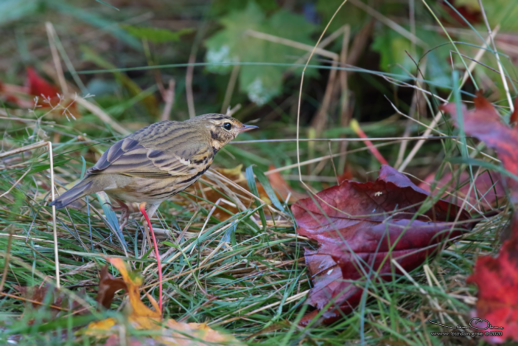 SIBIRISK PIPLRKA / OLIVE-BACKED PIPIT (Anthus hodgsoni) - Stäng / Close