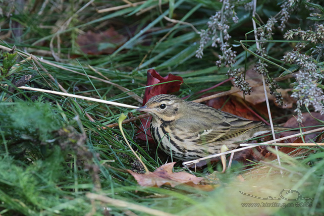 SIBIRISK PIPLÄRKA / OLIVE-BACKED PIPIT (Anthus hodgsoni)