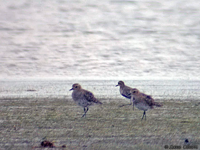 SIBIRISK TUNDRAPIPARE / PACIFIC GOLDEN PLOVER (Pluvialis fulva)