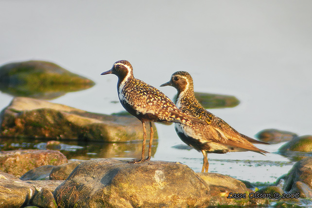 SIBIRISK TUNDRAPIPARE / PACIFIC GOLDEN PLOVER (Pluvialis fulva)