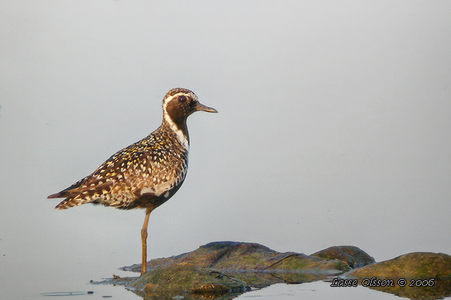 SIBIRISK TUNDRAPIPARE / PACIFIC GOLDEN PLOVER (Pluvialis fulva)