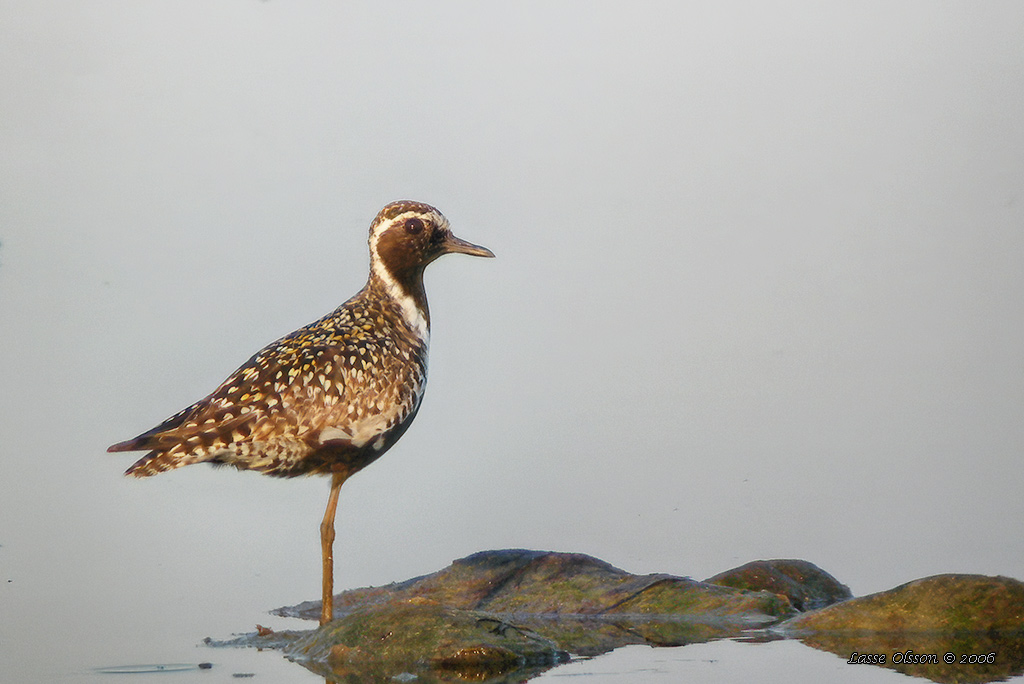 SIBIRISK TUNDRAPIPARE / PACIFIC GOLDEN PLOVER (Pluvialis fulva) - Stäng / Close