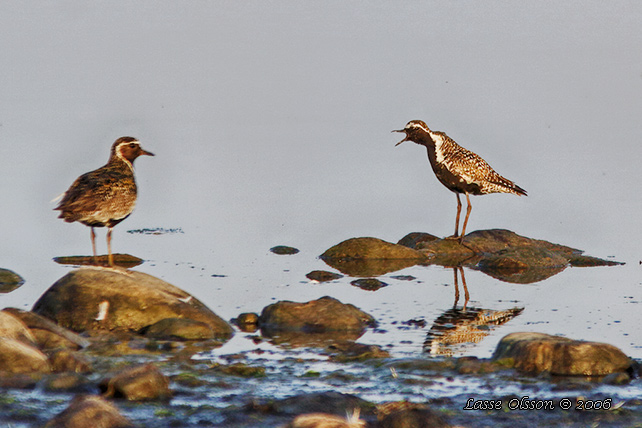 SIBIRISK TUNDRAPIPARE / PACIFIC GOLDEN PLOVER (Pluvialis fulva)