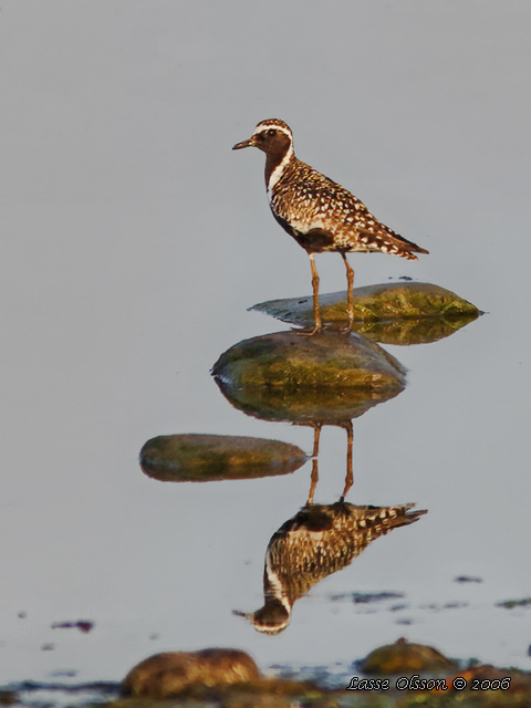 SIBIRISK TUNDRAPIPARE / PACIFIC GOLDEN PLOVER (Pluvialis fulva)