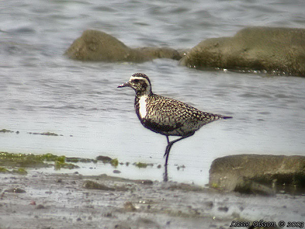 SIBIRISK TUNDRAPIPARE / PACIFIC GOLDEN PLOVER (Pluvialis fulva)