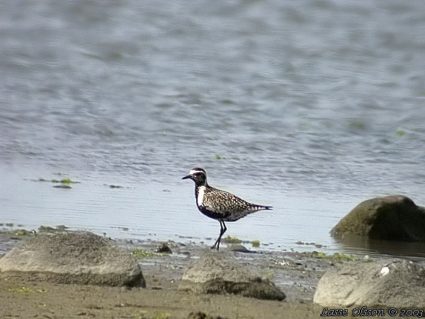 SIBIRISK TUNDRAPIPARE / PACIFIC GOLDEN PLOVER (Pluvialis fulva)