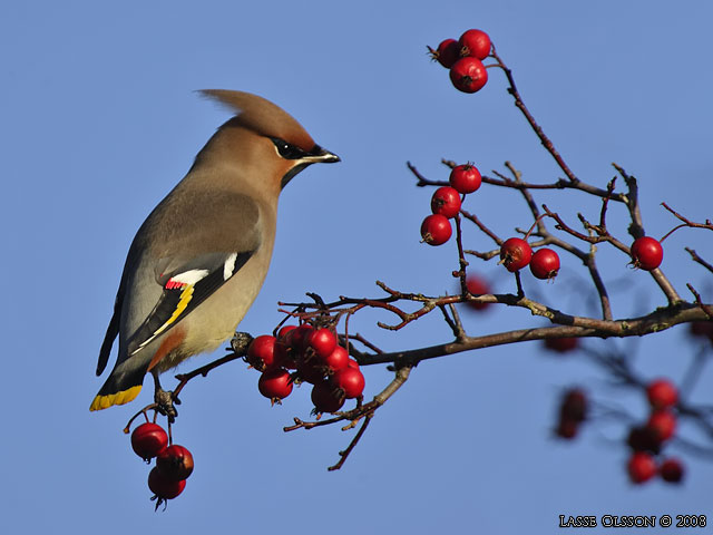 SIDENSVANS / BOHEMIAN WAXWING (Bombycilla garrulus) - stor bild / full size