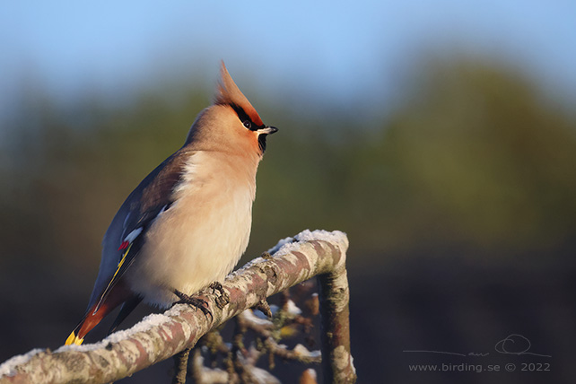 SIDENSVANS / BOHEMIAN WAXWING (Bombycilla garrulus) - stor bild / full size