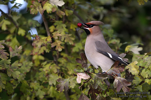 SIDENSVANS / BOHEMIAN WAXWING (Bombycilla garrulus) - stor bild / full size