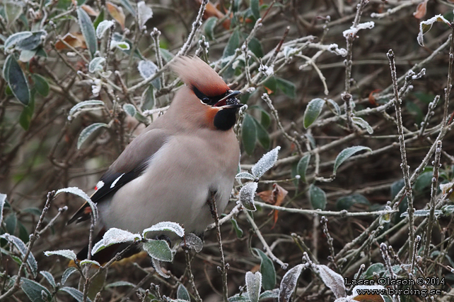 SIDENSVANS / BOHEMIAN WAXWING (Bombycilla garrulus) - stor bild / full size